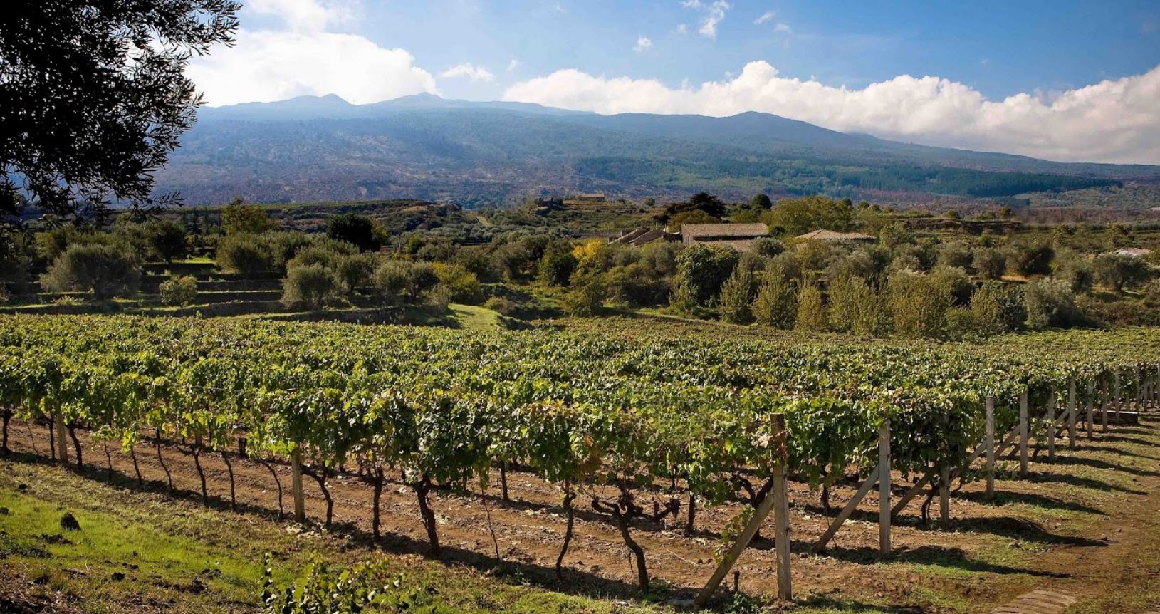 antichi vinai etna doc vino