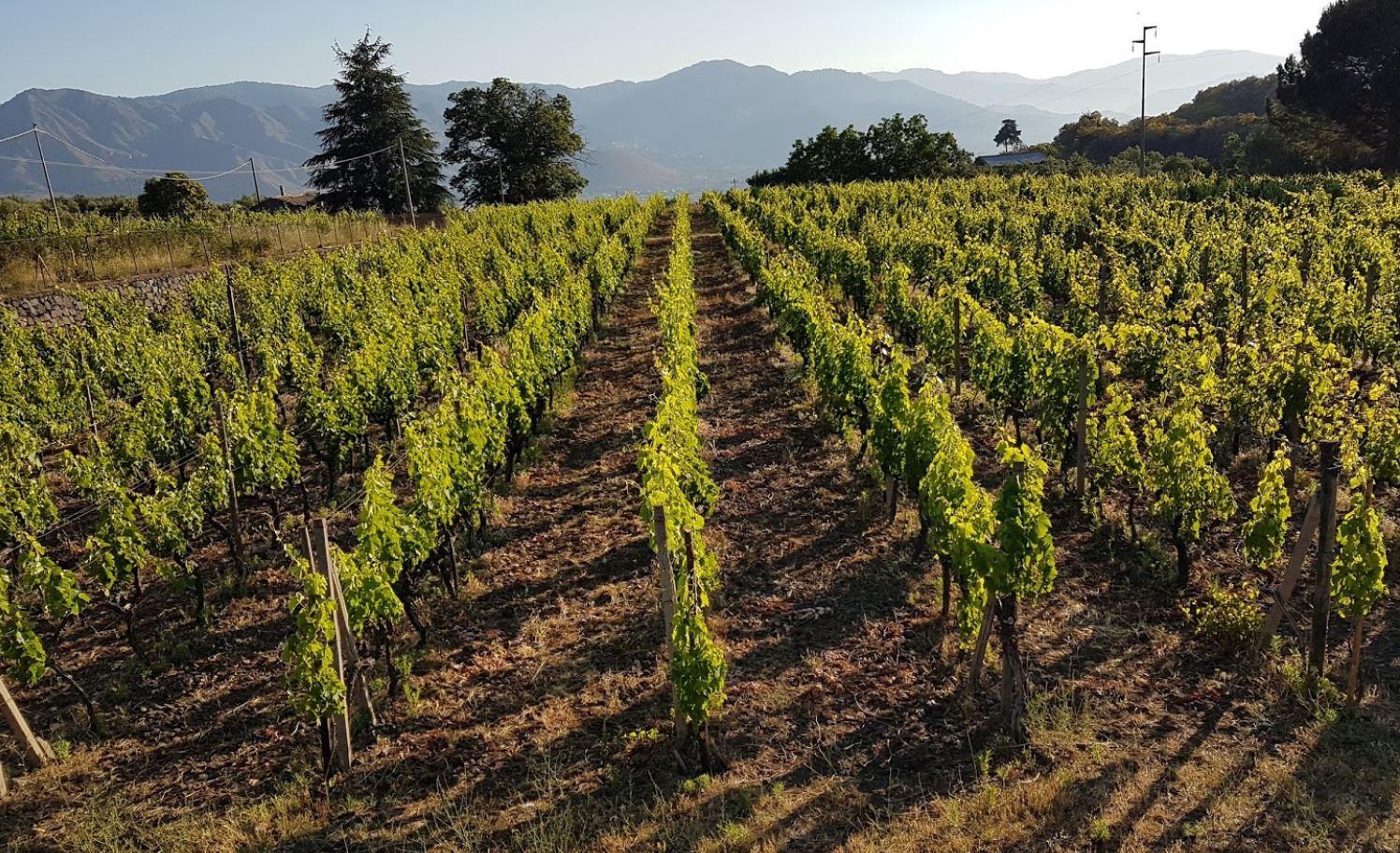 cantine badala vino etna doc