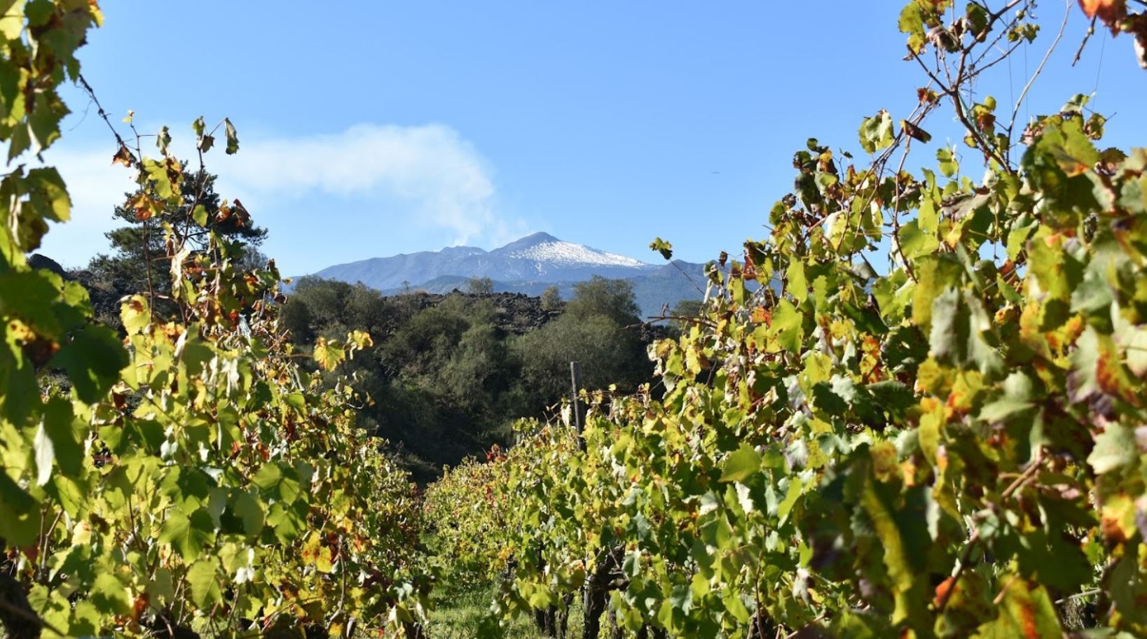 cantine franchetti etna doc