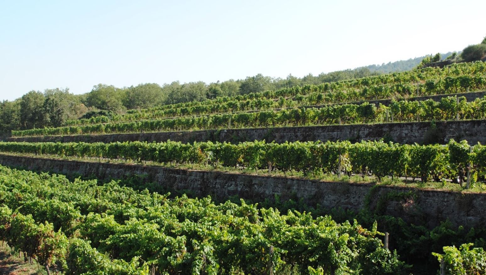 cantine gambino vini etna doc