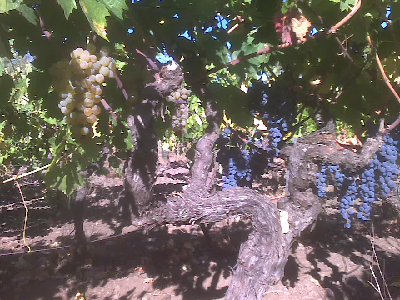vini etna doc scirto