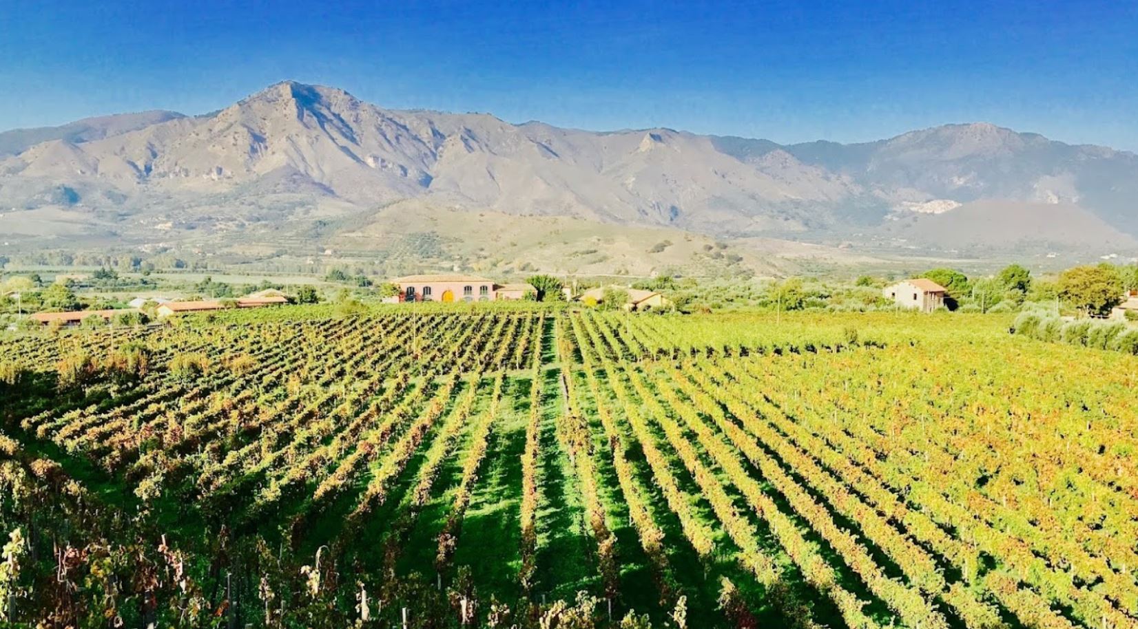 terrenere cantina etna doc vini