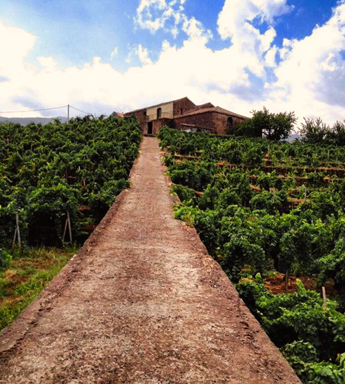 cantina moganazzi etna doc