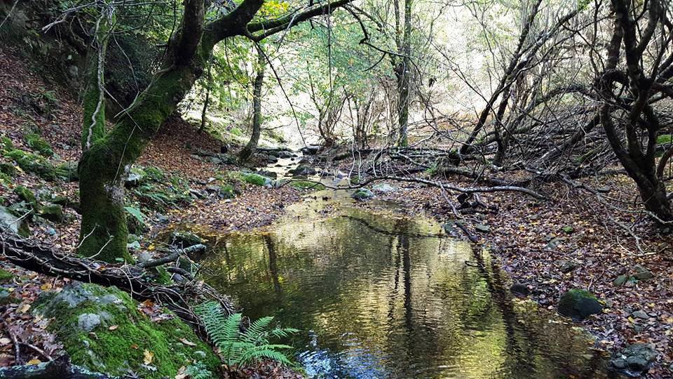 bosco malabotta sentiero della trota