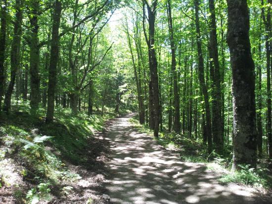 bosco malabotta sentiero della trota